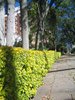Green fence