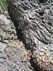Tree 1