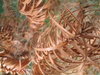 Dry leaves