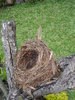 Empty nest 1