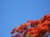 Red in blue 2