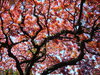Red and green 2