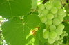 Wine to be 2