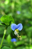 wild blue flower