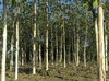 Teak plantation