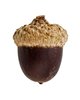 Acorn