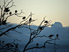 ibis silhouettes