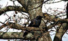 lone crow