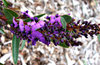 purple delight