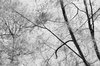 Treescape 2