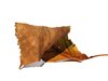 autumn leaf