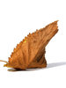 autumn leaf