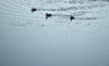 rippling silhouettes