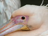 Pelican