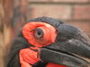 Hornbill