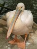 Pelican