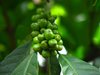 Green Coffee Beans