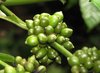 Green Coffee Beans