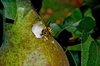 Wasp insect