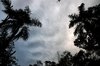 jungle sky