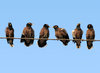 Half a dozen Mynas