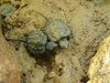 Baby Snapping Turtles