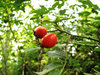 rose hip