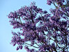 Jacaranda purple