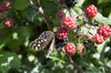 Butterfly on a blackberry