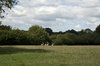 Stag landscape