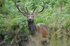 Muddy deer