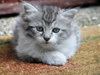 little bundle