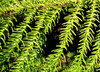 curved green spikes