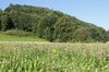 flowering meadow