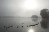Birds in the mist