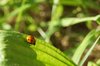 ladybird, ladybug