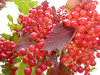 Red berries