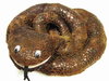 snake