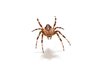 cross spider