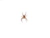 cross spider
