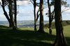 Trees on the Downs
