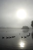 Birds in the mist.