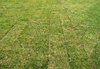 instant lawn