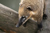 South American Coati