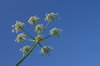 Umbel flower