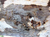 tree trunk textures