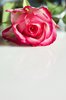 rose with copyspace