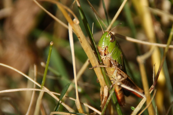 grasshopper: no description