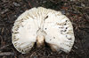 White mushroom