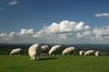 Sheep like the clouds